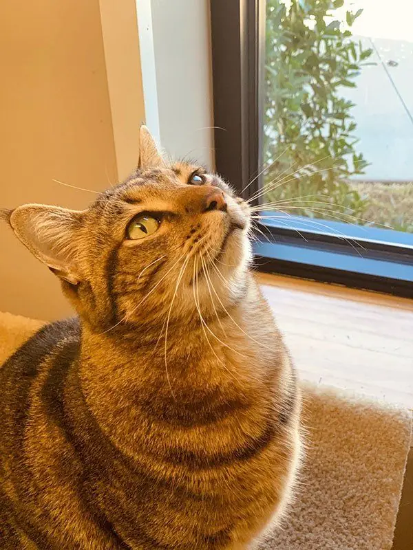 A ginger tabby looking upward beside the window of a Garden Room