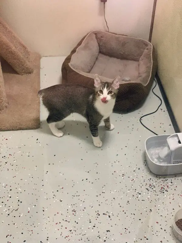 A gray and white cat standing in a Standard Room beside a water bowl and bed