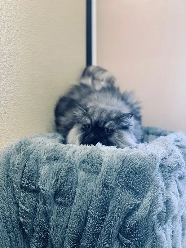 A fluffy gray cat asleep on a soft blue blanket in a Garden Room