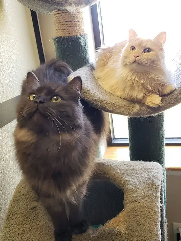 Two cats, one dark and one cream, sharing a carpeted cat tree beside a window