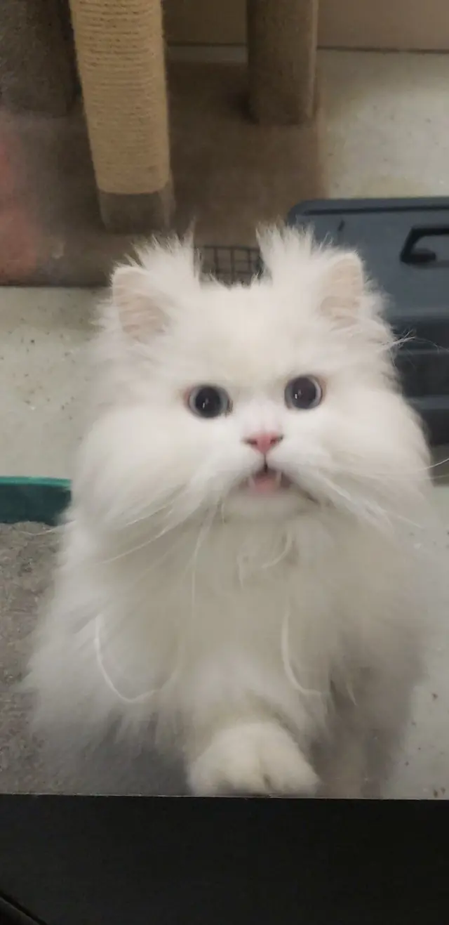 A white long haired cat photographed close up after grooming