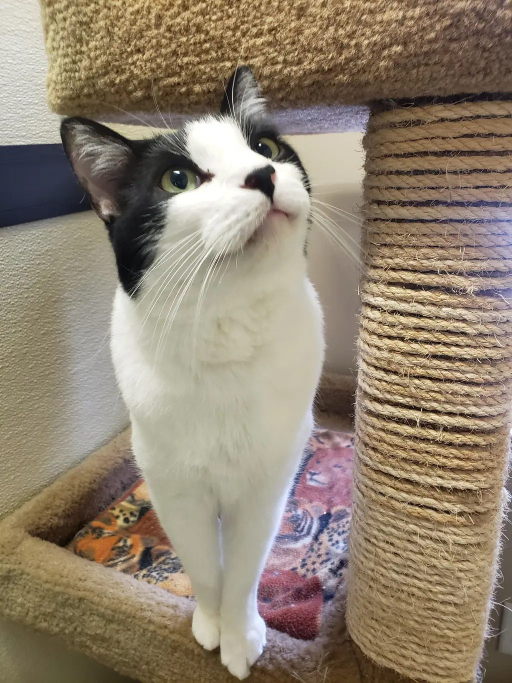 A black and white cat standing on a carpeted cat tree beside a sisal scratching post