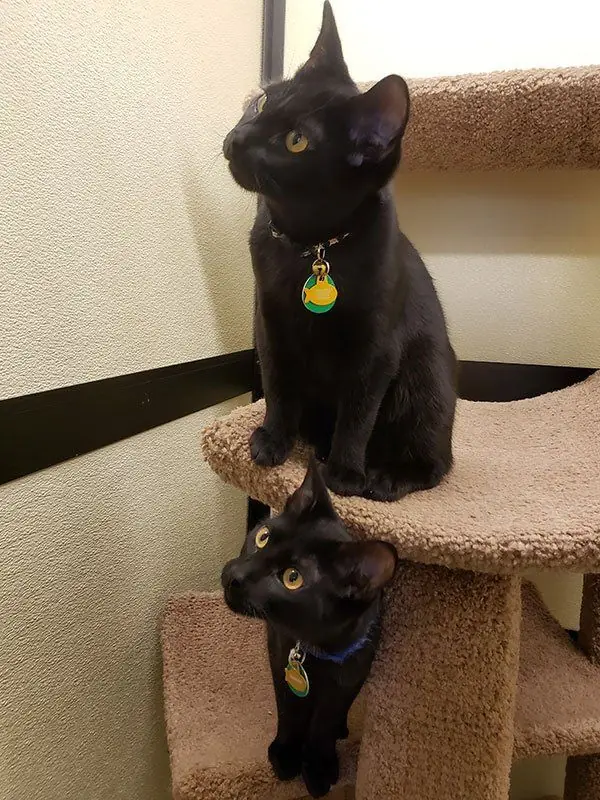 Two black cats sitting on the carpeted steps of a cat tree, both wearing collar tags