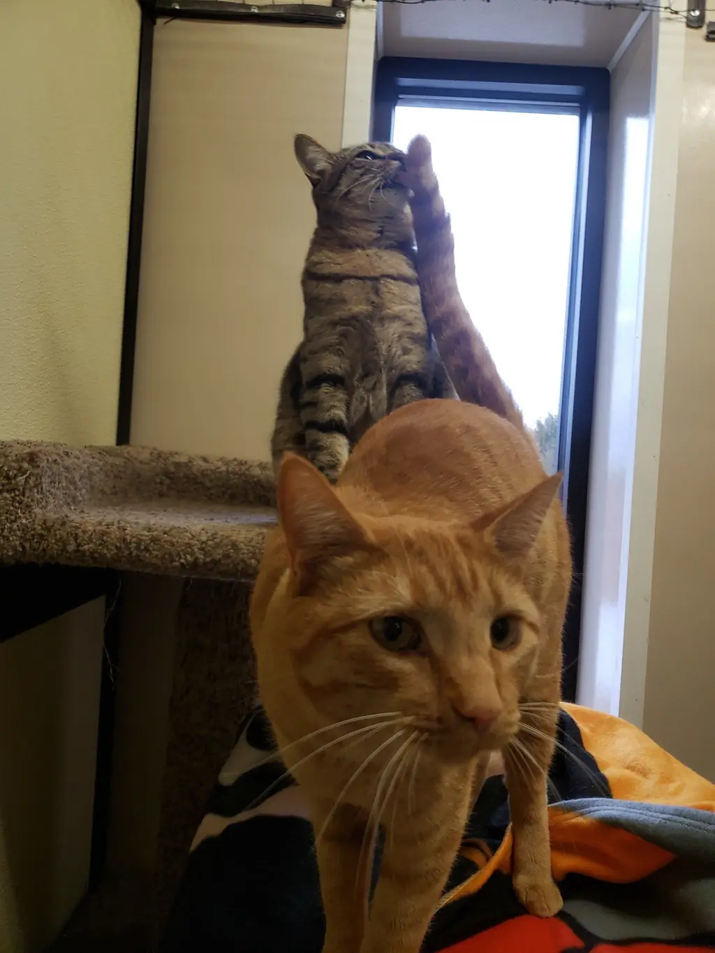 What to pack when your cat goes to board