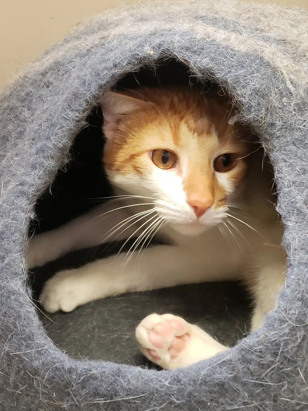 A ginger and white cat resting inside a soft felted cat cave in a suite