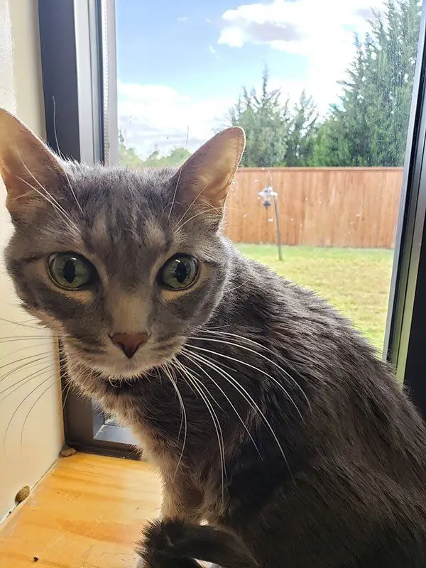 A gray cat beside a suite window with a garden and fence visible outside