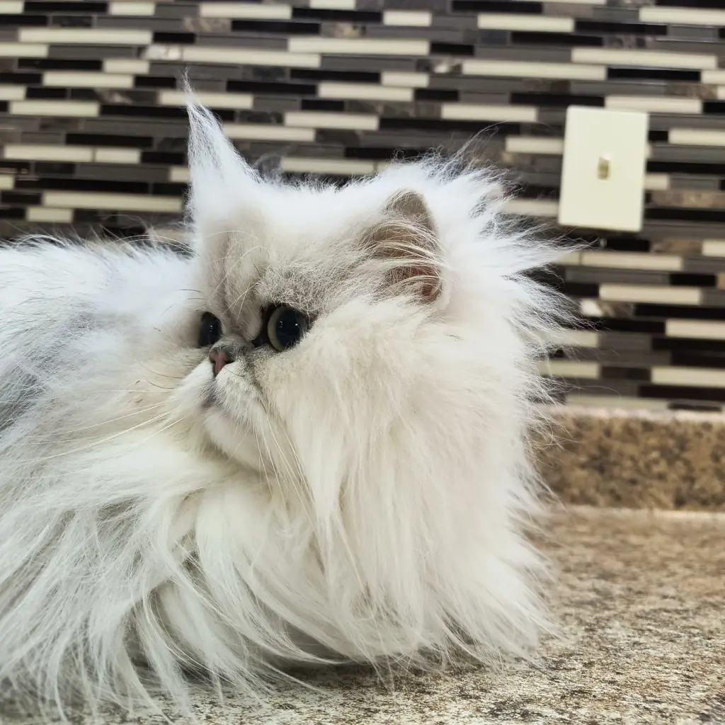 A white Persian on the grooming counter at Aristocats