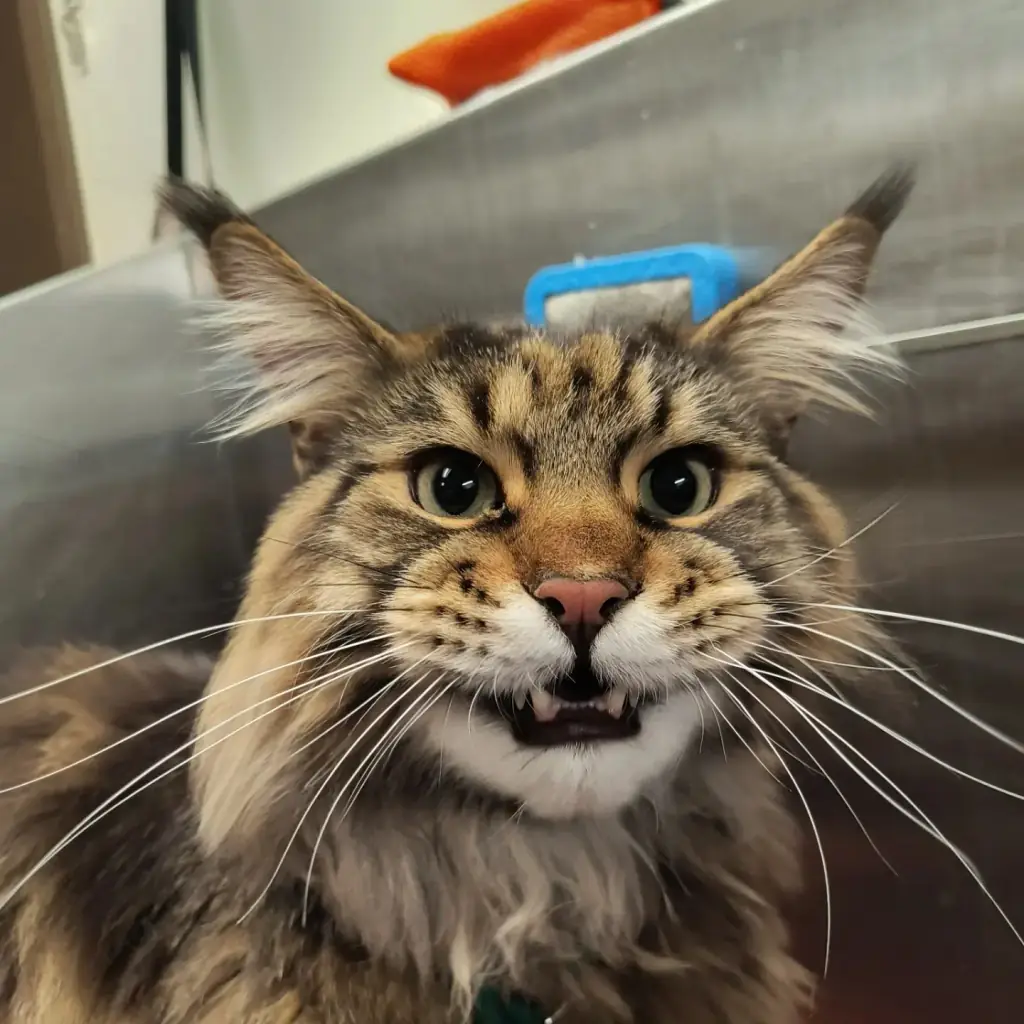 A Maine Coon on the grooming table at Aristocats, with a slicker brush on the counter behind
