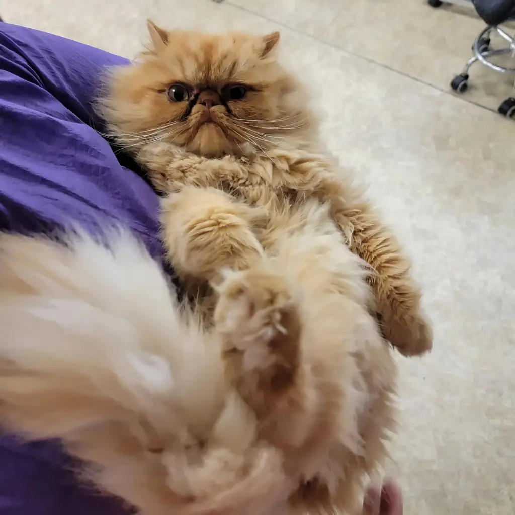 A freshly groomed cream Persian being carried after a groom at Aristocats