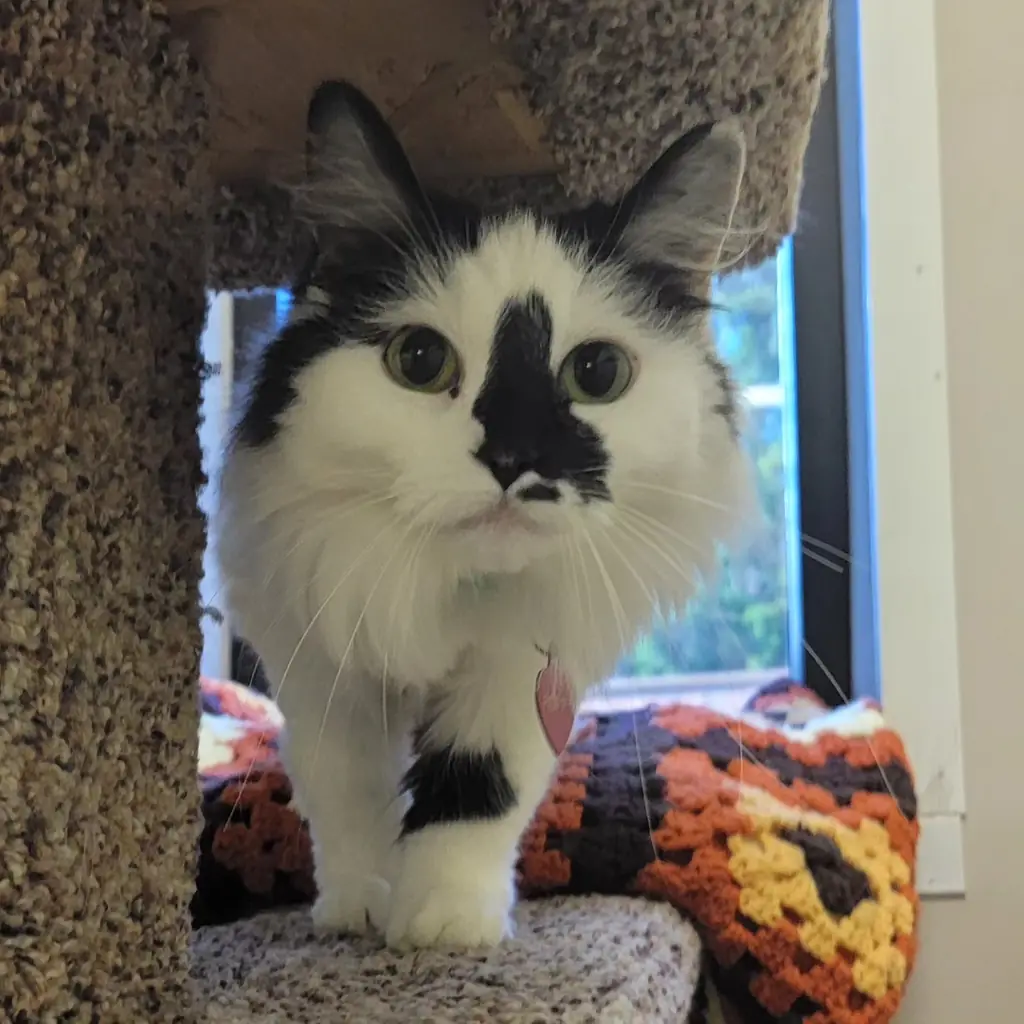 A black and white long haired cat standing on a carpeted cat tree beside the window of her suite at Aristocats