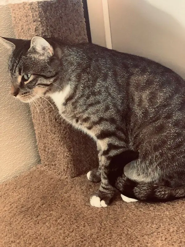 A cat resting on a carpeted cat tree platform inside a Garden Room