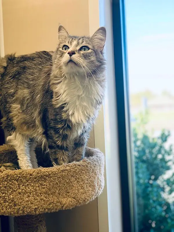 A long haired silver cat on a carpeted perch, looking out of the window of a Garden Room suite