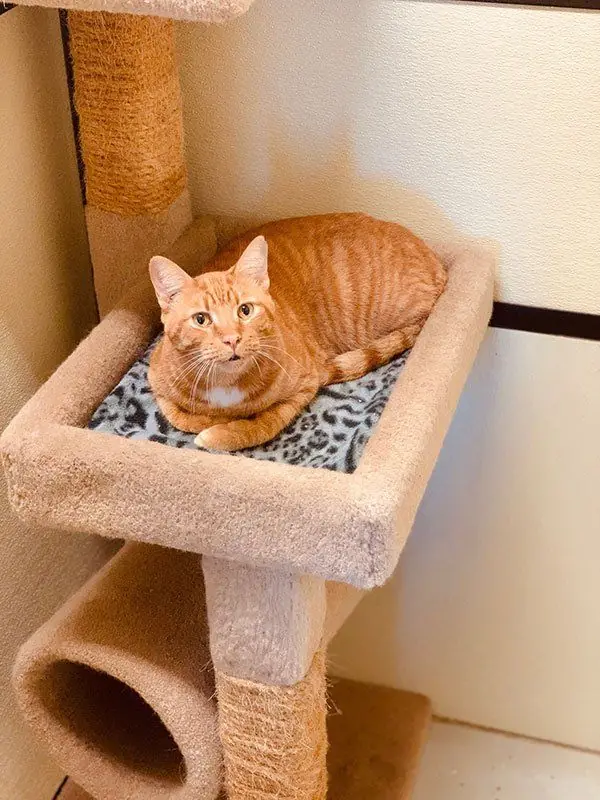 A cat settled on a carpeted cat tree platform in a Standard Room